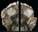 Petrified Wood Bookends - Tall #6481-3